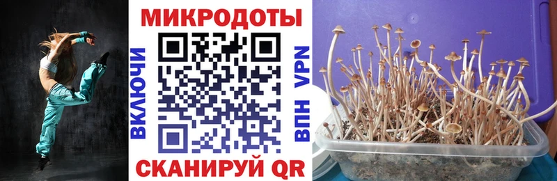 купить наркотик  Камызяк  Псилоцибиновые грибы Psilocybine cubensis 